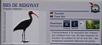 Ibis de Ridgway, Plegadis ridgwayi (Photo F. Mrugala) (txt)